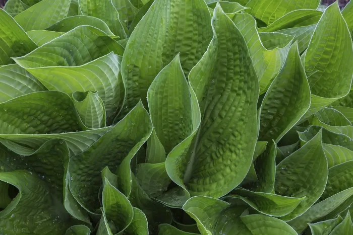 Framed Print : Hosta Leaves in Spring, Quebec Print Framed Print : Hosta Leaves in Spring, Quebec Print