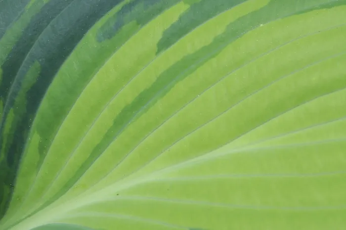 Framed Print : Hosta Hybrid Leaf Print Framed Print : Hosta Hybrid Leaf Print