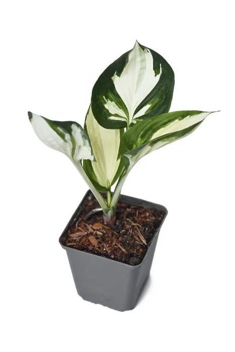 Framed Print : Hosta x Fortunei Fire and Ice Print Framed Print : Hosta x Fortunei Fire and Ice Print