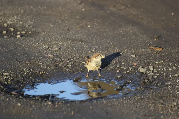 Framed Print : House Sparrow Drinking from a Puddle Print Framed Print : House Sparrow Drinking from a Puddle Print