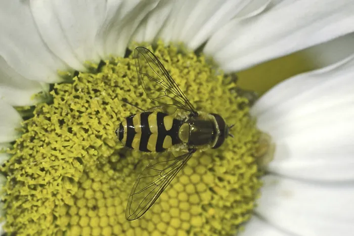 Framed Print : Hoverfly Print - Insect Close-up Framed Print : Hoverfly Print - Insect Close-up