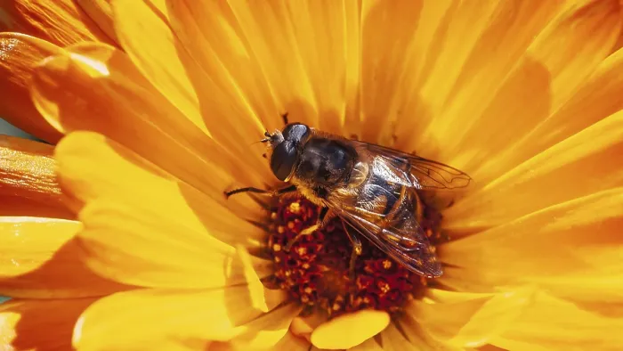 Framed Print : Hoverfly Pollinating Orange Flower Print