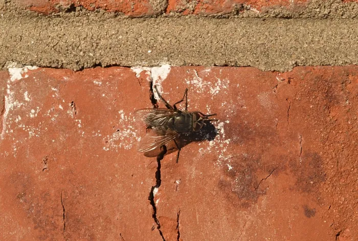 Framed Print : Hoverfly Sitting on a Brick Wall Print Framed Print : Hoverfly Sitting on a Brick Wall Print
