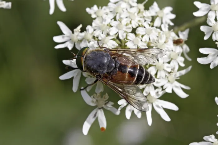 Framed Print : Hoverfly Visiting Flowers Print Framed Print : Hoverfly Visiting Flowers Print