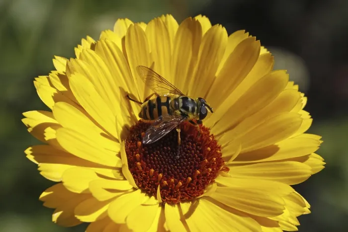 Framed Print : Hoverfly on Yellow Flower Print Framed Print : Hoverfly on Yellow Flower Print