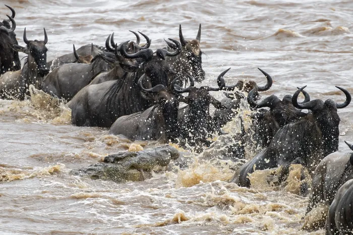 Framed Print : A huge crocodile on the attack Print, The Great Migration Framed Print : A huge crocodile on the attack Print, The Great Migration