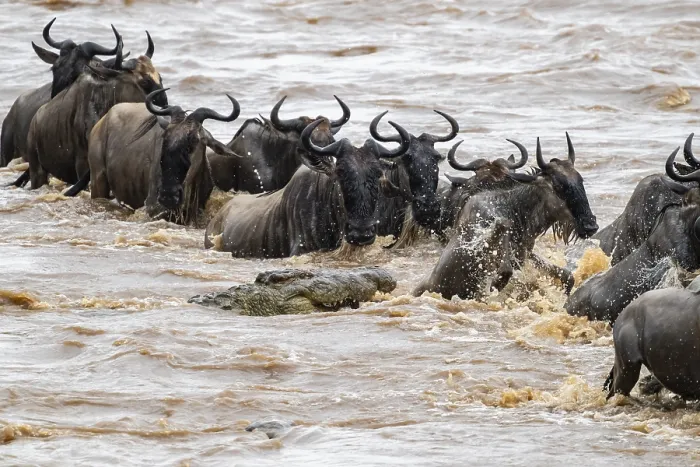Framed Print : A huge crocodile on the attack Print, The Great Migration Framed Print : A huge crocodile on the attack Print, The Great Migration