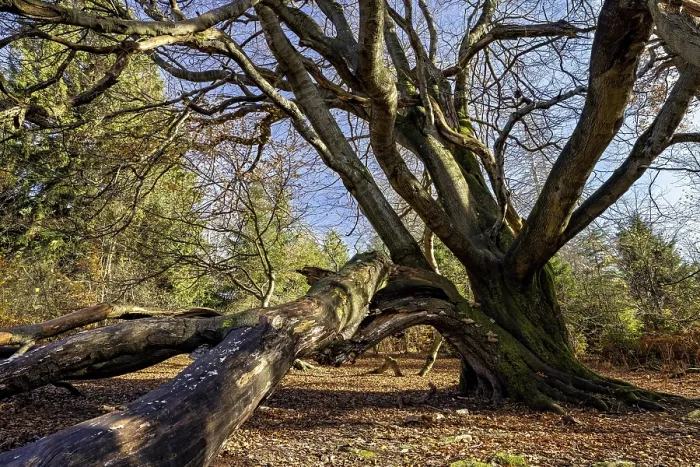 Framed Print : A Huge Beech Tree in Reinhardswald Forest Print Framed Print : A Huge Beech Tree in Reinhardswald Forest Print