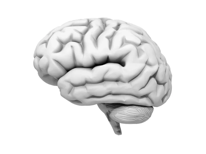 Framed Print : 3D Illustration Human Brain Print Framed Print : 3D Illustration Human Brain Print