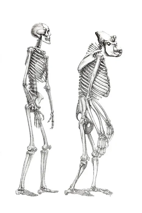 Framed Print : Human Skeleton Print with Monkey Skeleton Anatomical Illustration Framed Print : Human Skeleton Print with Monkey Skeleton Anatomical Illustration