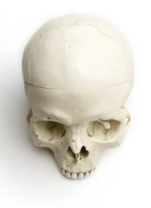 Framed Print : Human Skull Print - Anatomical Study Framed Print : Human Skull Print - Anatomical Study