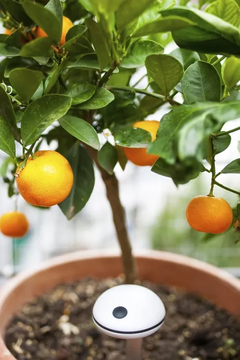 Framed Print : Humidity Sensor in an Orange Tree Print Framed Print : Humidity Sensor in an Orange Tree Print