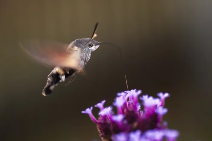 Framed Print : Hummingbird Hawk-moth in Flight Print Framed Print : Hummingbird Hawk-moth in Flight Print
