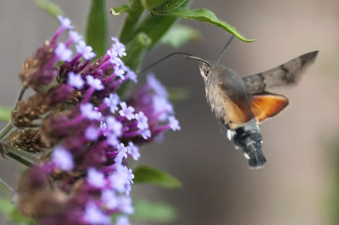 Framed Print : Hummingbird Hawk-moth Print in Flight Framed Print : Hummingbird Hawk-moth Print in Flight
