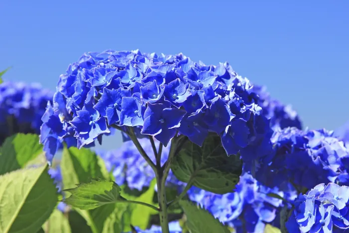 Framed Print : Hydrangea in Bloom Print from Brittany, France Framed Print : Hydrangea in Bloom Print from Brittany, France