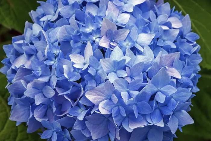 Framed Print : Blue Hydrangea Close-up Print, Baden-Wurttemberg, Germany Framed Print : Blue Hydrangea Close-up Print, Baden-Wurttemberg, Germany