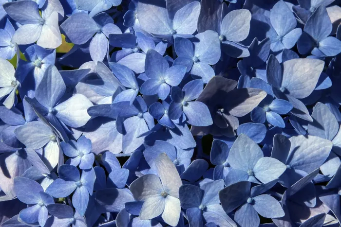 Framed Print : Blue Hydrangea Close-up Print, Baden-Wurttemberg, Germany Framed Print : Blue Hydrangea Close-up Print, Baden-Wurttemberg, Germany