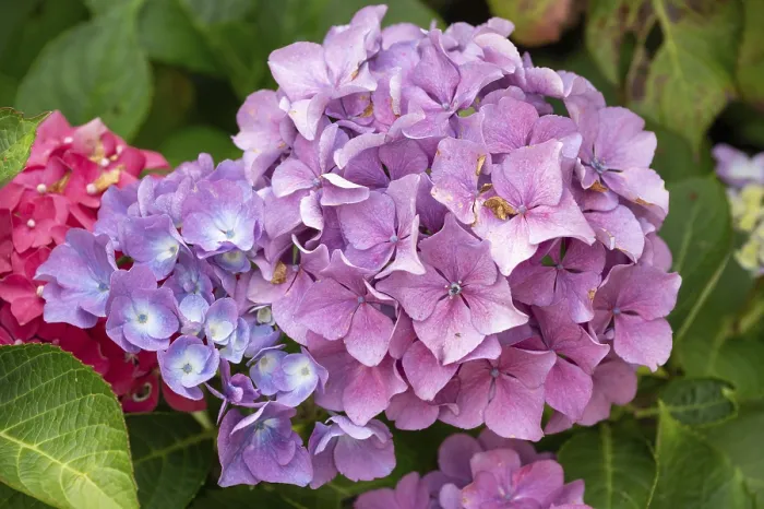 Framed Print : Hydrangea in Bavaria, Germany Print Framed Print : Hydrangea in Bavaria, Germany Print