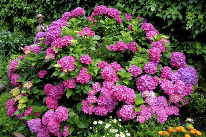 Framed Print : Bigleaf Hydrangea in Bloom Print, Hydrangea macrophylla Framed Print : Bigleaf Hydrangea in Bloom Print, Hydrangea macrophylla