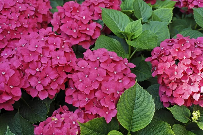 Framed Print : Hortensia Hydrangea Print Framed Print : Hortensia Hydrangea Print