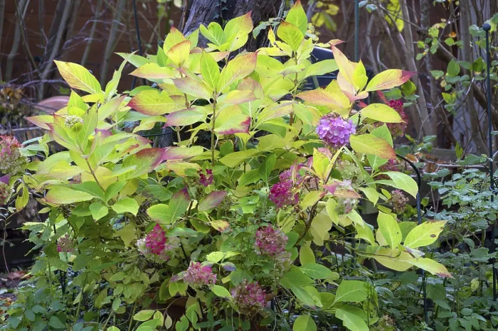 Framed Print : Autumn Hydrangea Print, Eckental, Bavaria Framed Print : Autumn Hydrangea Print, Eckental, Bavaria