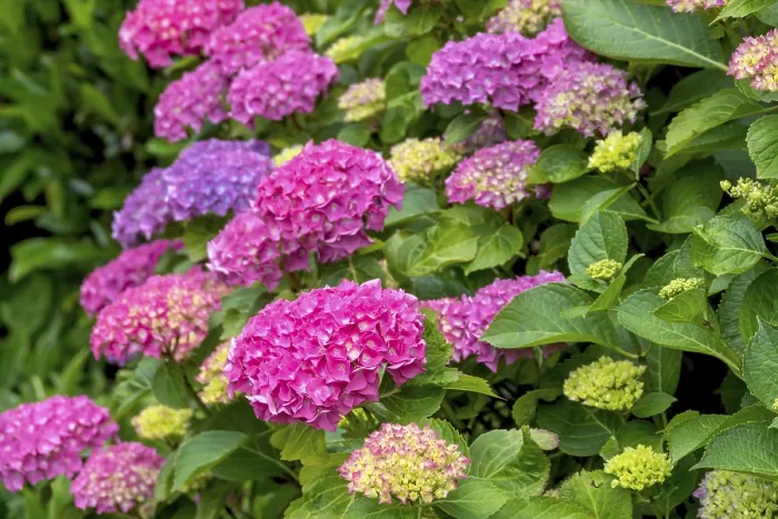 Framed Print : Hydrangea Blossom Print, Munsterland, Germany Framed Print : Hydrangea Blossom Print, Munsterland, Germany