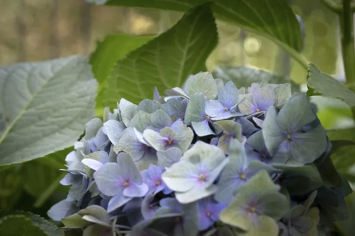 Framed Print : Hydrangea macrophylla Print, Dortmund, Germany