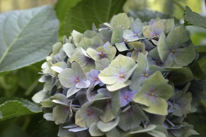Framed Print : Hydrangea macrophylla Print, Dortmund, Germany Framed Print : Hydrangea macrophylla Print, Dortmund, Germany