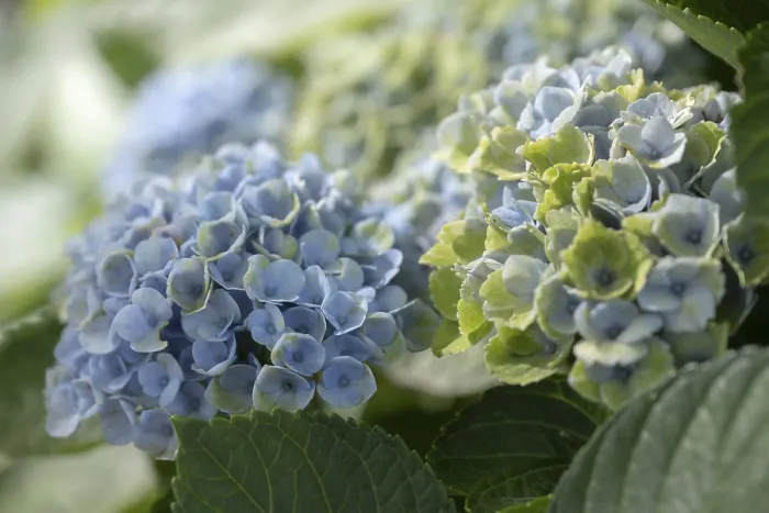 Framed Print : Hydrangea (Hydrangea macrophylla) Print, Dortmund, Germany Framed Print : Hydrangea (Hydrangea macrophylla) Print, Dortmund, Germany