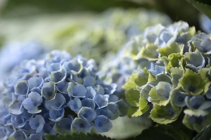 Framed Print : Hydrangea Macrophylla Print, Dortmund, Germany