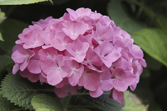 Framed Print : Hydrangea (Hydrangea macrophylla) Print, Germany Framed Print : Hydrangea (Hydrangea macrophylla) Print, Germany