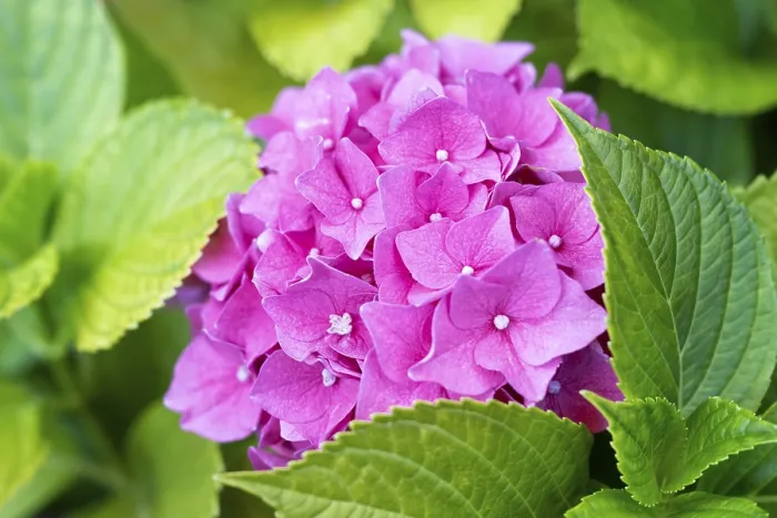 Framed Print : Hydrangea macrophylla Print Framed Print : Hydrangea macrophylla Print