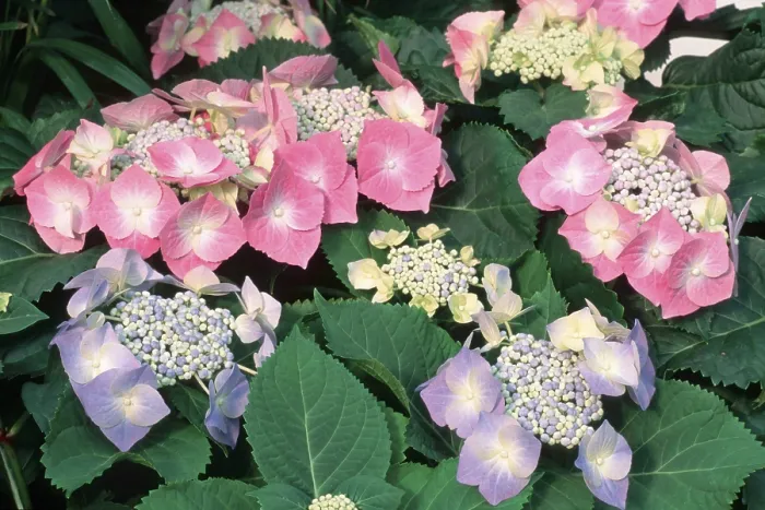 Framed Print : Hydrangea (Hydrangea macrophylla) Print Framed Print : Hydrangea (Hydrangea macrophylla) Print