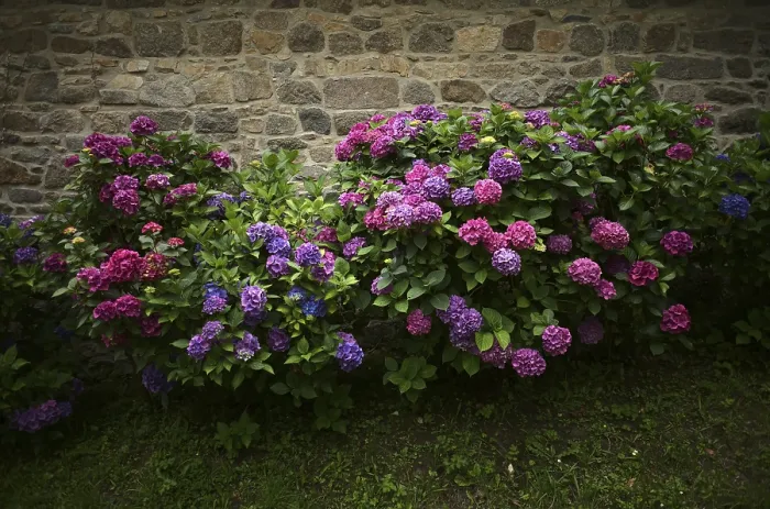 Framed Print : Hydrangea (Hydrangea macrophylla Hamburg) Print, Brittany, France Framed Print : Hydrangea (Hydrangea macrophylla Hamburg) Print, Brittany, France