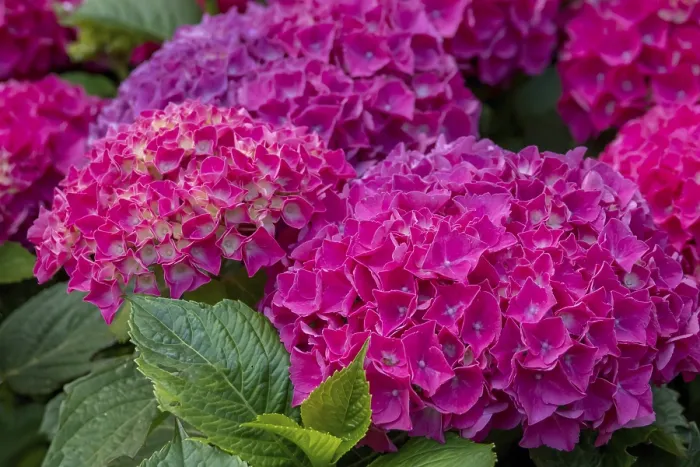 Framed Print : Hydrangea Print, North Rhine-Westphalia, Germany Framed Print : Hydrangea Print, North Rhine-Westphalia, Germany