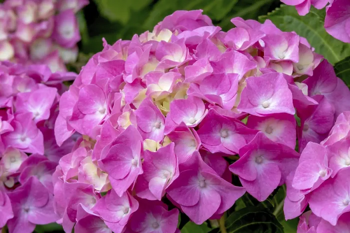 Framed Print : Hydrangea Print, North Rhine-Westphalia, Germany Framed Print : Hydrangea Print, North Rhine-Westphalia, Germany