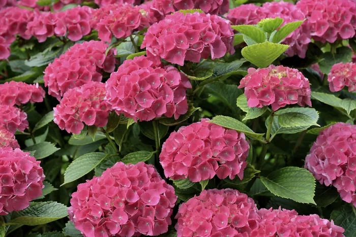 Framed Print : Hydrangea Pink Flowers Print, Germany Framed Print : Hydrangea Pink Flowers Print, Germany