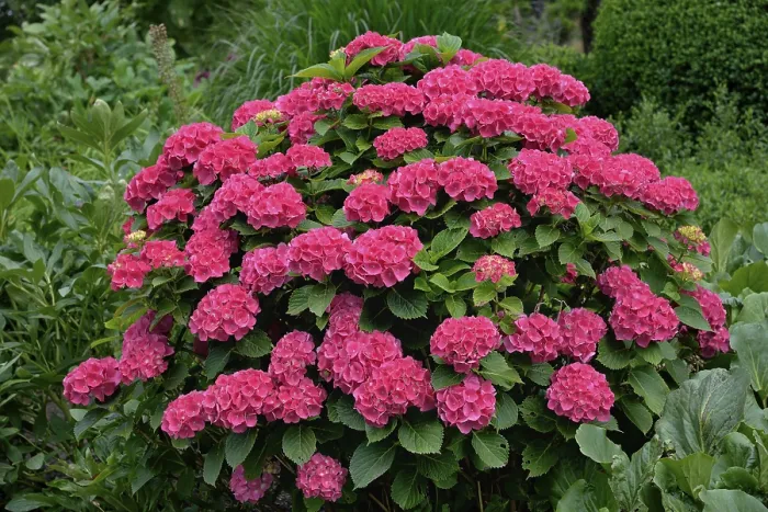 Framed Print : Pink Hydrangea Print, North Rhine-Westphalia, Germany Framed Print : Pink Hydrangea Print, North Rhine-Westphalia, Germany