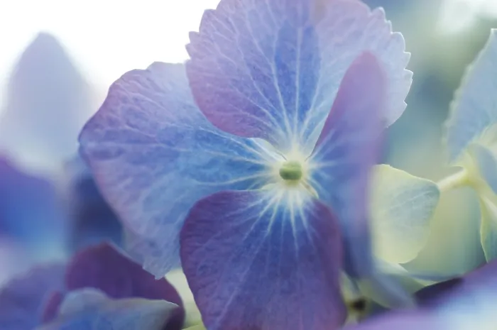 Framed Print : Hydrangea macrophylla Shrub Print Framed Print : Hydrangea macrophylla Shrub Print