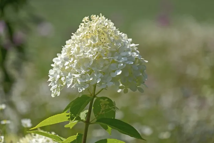 Framed Print : Hydrangea paniculata Print from Netherlands Framed Print : Hydrangea paniculata Print from Netherlands
