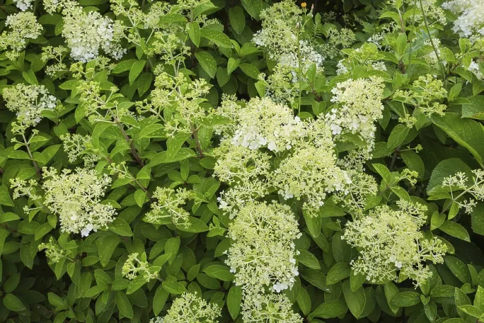 Framed Print : Hydrangea paniculata Print, Summer Quebec Canada Framed Print : Hydrangea paniculata Print, Summer Quebec Canada