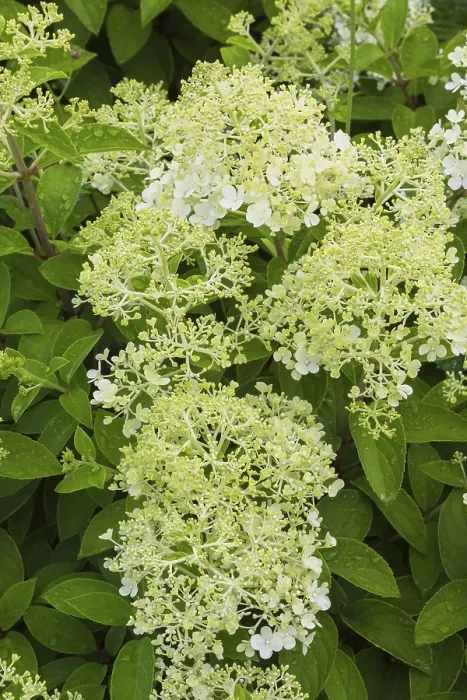 Framed Print : Hydrangea paniculata Summer Print, Quebec, Canada Framed Print : Hydrangea paniculata Summer Print, Quebec, Canada