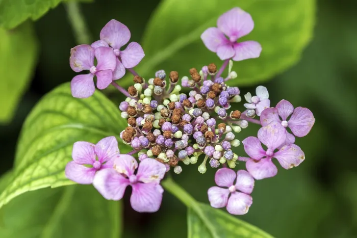 Framed Print : Pink Hydrangea serrata Flower Print, Germany Framed Print : Pink Hydrangea serrata Flower Print, Germany