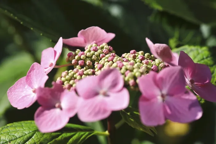 Framed Print : Hydrangea Print, Summer Scene in Germany Framed Print : Hydrangea Print, Summer Scene in Germany