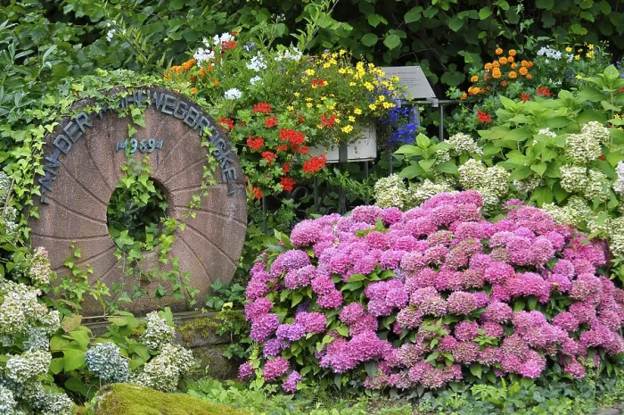 Framed Print : Hydrangeas in Bloom at the Millstone Print, Black Forest