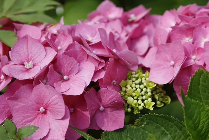 Framed Print : Hydrangea Print: Pink Blooms in a German Garden Framed Print : Hydrangea Print: Pink Blooms in a German Garden