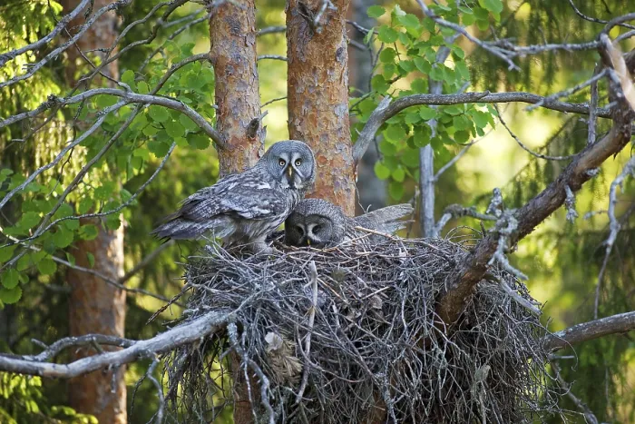 Framed Print : Great Grey Owl Pair Print, Finland Framed Print : Great Grey Owl Pair Print, Finland