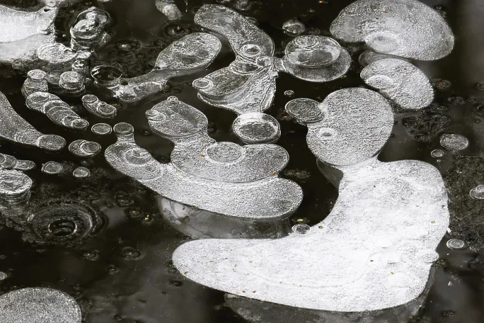 Framed Print : Ice Structures in a Puddle, Hesse, Germany Print Framed Print : Ice Structures in a Puddle, Hesse, Germany Print