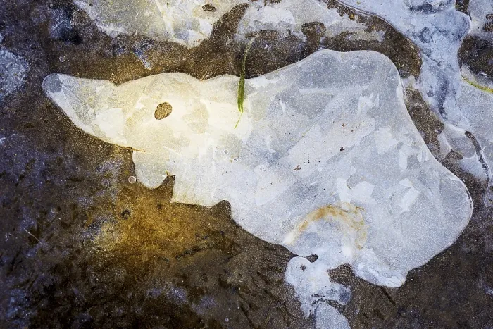 Framed Print : Ice Structures in a Puddle Print, Hesse, Germany Framed Print : Ice Structures in a Puddle Print, Hesse, Germany