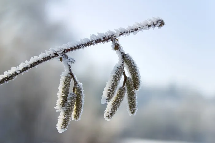 Framed Print : Iced Branch Print - Frosty Tree Limb Framed Print : Iced Branch Print - Frosty Tree Limb